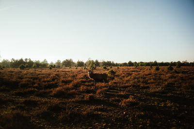 View of a sheep on a field