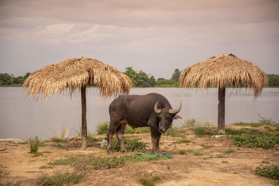 Buffalo standing on field