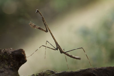 Close-up of insect on rock