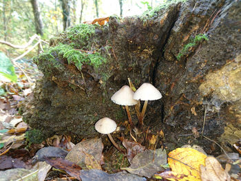 Close-up of white flowers growing in forest