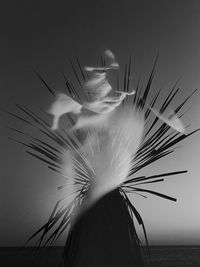 Young man mirroring himself and thinking, seascape and horizon with palm tree branches, black white 