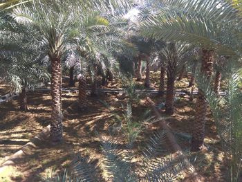 Palm trees by plants against sky