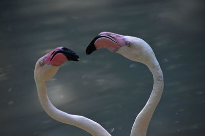 Close-up of flamingoes against lake