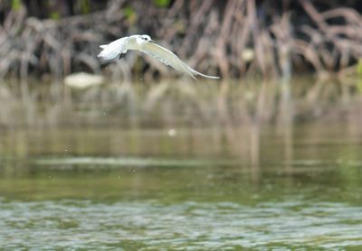 Bird flying over water