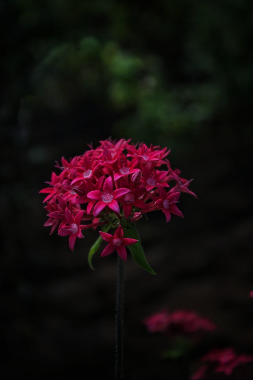 CLOSE-UP OF RED ROSE FLOWERS