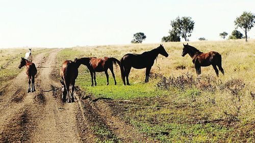 Horses on field against sky