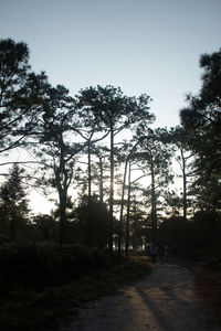 Trees in forest against sky