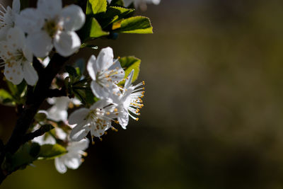 Close-up of white cherry blossom