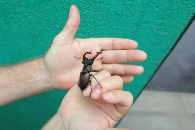High angle view of human hand holding insect