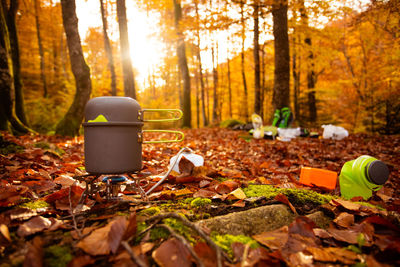 Surface level of autumn leaves in forest