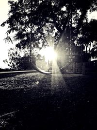 Sun shining through trees