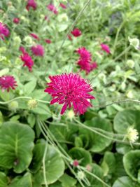 Close-up of pink flowering plant