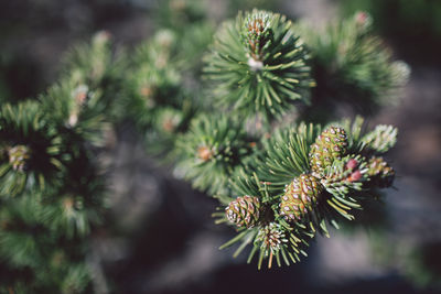 Close-up of pine tree