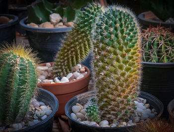 Close-up of potted plants