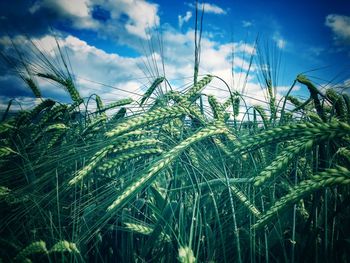 Close-up of wheat growing on field against sky