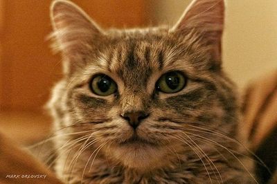 Close-up portrait of cat