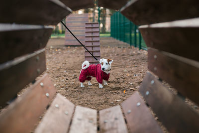 Dog sitting on bench