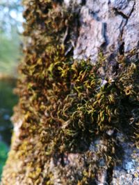 Close-up of moss growing on tree trunk