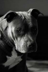 Close-up portrait of amstaff dog