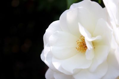 Close-up of white flowers