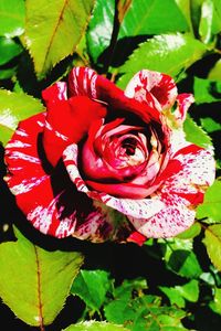 Close-up of red rose