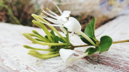 Close-up of white flowering plant on table