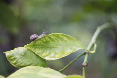 Close-up of snail on wet leaf