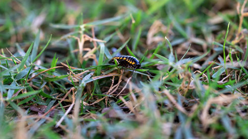 Close-up of insect on land