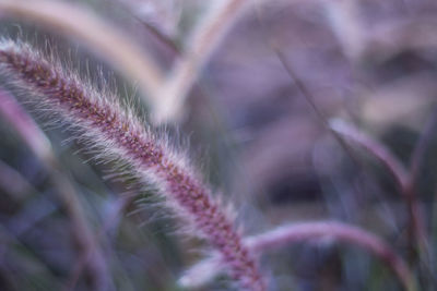 Close-up of plant against blurred background