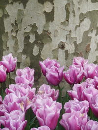 Close-up of pink flowers