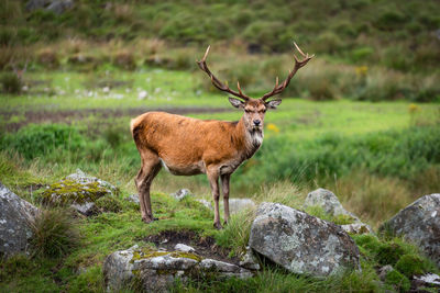 Portrait of deer standing on grassy field