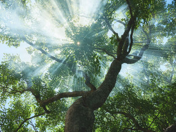 Low angle view of sunlight streaming through trees