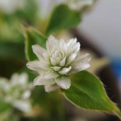 Close-up of white flowers blooming outdoors