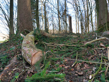 Trees growing in forest