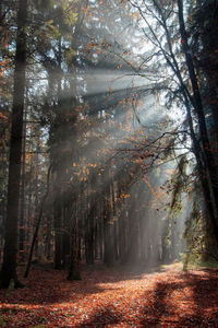 Trees in forest during autumn