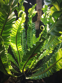 Close-up of green leaves