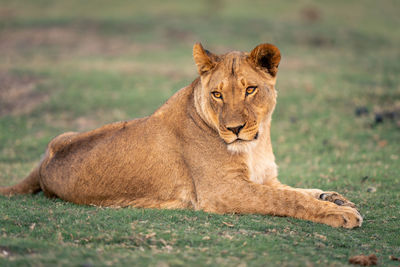 Lioness looking away