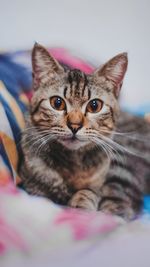 Portrait of cat relaxing on bed at home