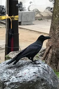 Close-up of bird perching on rock