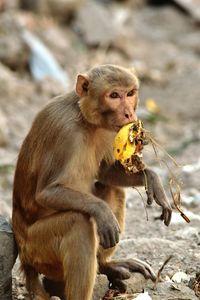 Close-up of monkey eating