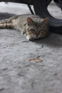 Portrait of a cat resting