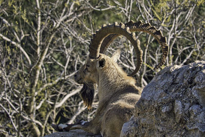 View of an animal sitting on rock