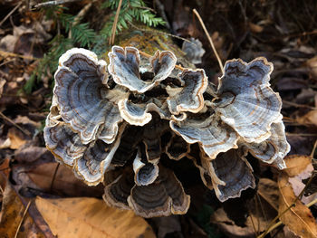 High angle view of mushrooms growing on field