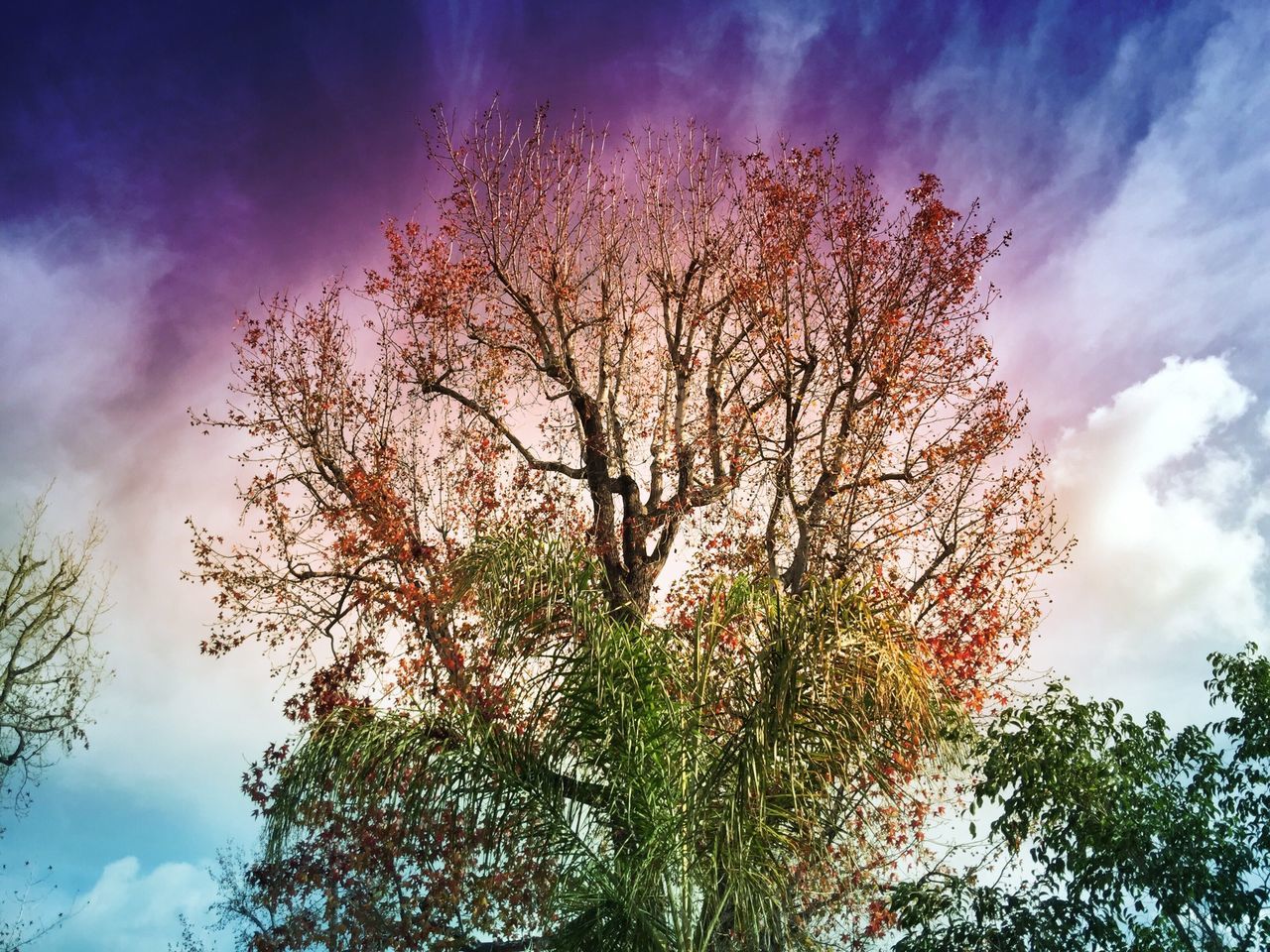 tree, sky, low angle view, cloud - sky, beauty in nature, tranquility, growth, cloudy, nature, cloud, branch, scenics, tranquil scene, outdoors, no people, day, sunlight, idyllic, blue, high section