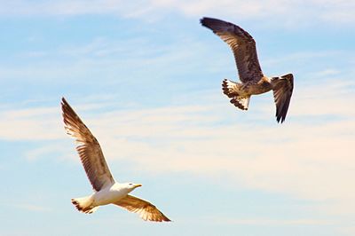 Low angle view of seagull flying against sky