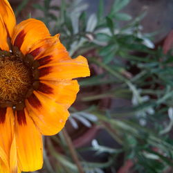 Close-up of yellow flower blooming outdoors