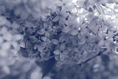 Close-up of white flowers blooming in park