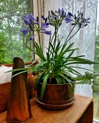 Close-up of potted plant on table at home