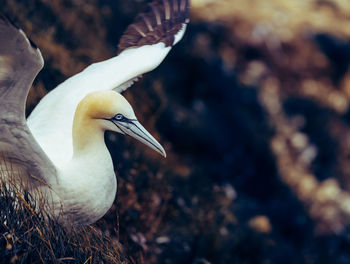 Close-up of a bird