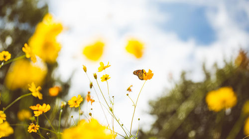Close-up of insect on yellow flowering plant